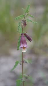 Image result for Ceratotheca sesamoides