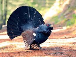 Image result for Pleurostylia capensis