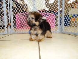 Puppies for sale $700 (app > chilton) pic hide this posting restore restore this posting. Teacup Yorkie For Sale On Craigslist 08 2021