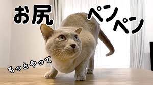 猫のお尻ペンペン【保護猫／茶トラ／トンキニーズ】 - YouTube
