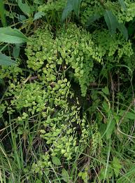 Image result for Adiantum poiretii