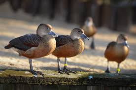 Image result for Lesser Whistling-duck