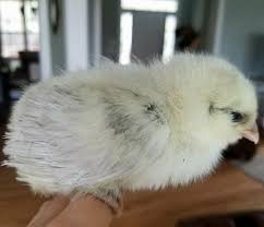 Blue egg laying chickens were first imported to the us from chile in the the ameraucana typically has a very sweet personality and even the roosters are fairly docile yet watchful. Silkied Ameraucana Chicks Siams Miss Vickie S Farm Facebook