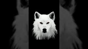 صور الذئب Youtube