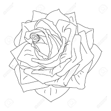 Rose flowers clip art black and white. Vector Rose Flower Clip Art Coloring Book Page Royalty Free Cliparts Vectors And Stock Illustration Image 144888819