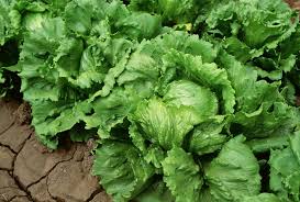 Taylor Farms recalls iceberg lettuce amid cyclosporiasis outbreak