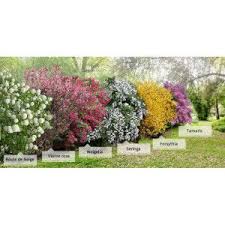 Vp Willemse Haie 4 Saisons Boule De Neige Viorne Rose Weigelia Seringa Forsythi Backyard Landscaping Designs Garden Landscape Design Landscape Design
