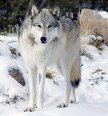 Northwestern Wolf Wikipedia The Free Encyclopedia Wolf Photos Famous Wolves Yellowstone Wolves