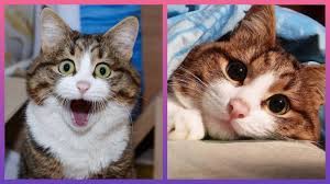 Begini nih ekspresi kamu kalau disuruh pulang sama abah. Meme Kucing Dan Perempuan Marah