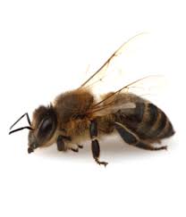 We provide cost effective options for bee hive or wasp nest removals to real estate agents, property owners as well as to the general public. Bees Removal And Treatment Perth Wa