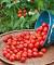 Planter Patio Tomatoes