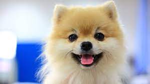 Check spelling or type a new query. Toy Dog Breeds Sizes Personality Behaviour Purina