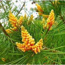 Pine Nuts Are The Edible Seeds Of Pines Family Pinaceae Genus Pinus About 20 Species Of Pine Produce Seeds Large Enough Edible Plants Pine Nut Tree Plants