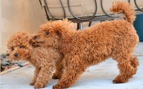 Advertise, sell, buy and rehome poodle dogs and puppies with pets4homes. Types Of Red Poodles Available In Puppy Market Red Poodles Dog Breed Information