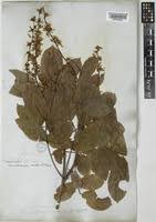 Image result for Millettia oblata