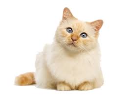 Image result for cat