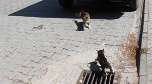 Agactan Kurtarilan Yavru Kedi Annesine Kostu