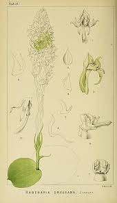Image result for Habenaria dregeana