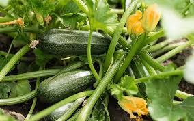 They can sit on your counter in a cool spot. How To Grow Zucchini In Your Backyard Garden