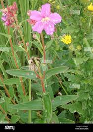 Image result for Dissotis multiflora