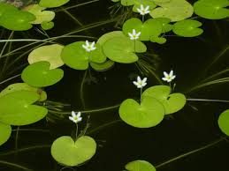 Image result for Nymphoides senegalensis