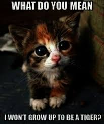 Cute Animals Backgrounds Cute Animals Running Cute Animals Kittens Cutest Funny Animal Pictures