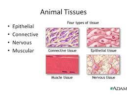 Start studying 4 types of animal tissue. Different Types Of Tissues In Animals Teethwalls