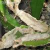 It looks like speckled spots of rust and is caused by a fungus that forms in a moist climate. 1