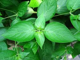 Image result for Asystasia glandulosa