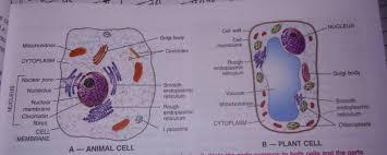 Maybe you would like to learn more about one of these? With The Help Of A Well Labelled Diagram Highlight Three Differences Between Plant Cell And Animal Brainly In