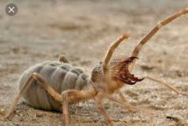 The camel spider (aka wind scorpion spider, sun spider) is mostly found in the southwest us & southern africa. Nature Facts Nature Facts Twitter