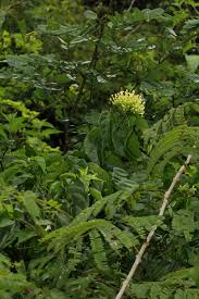 Image result for Clerodendrum pleiosciadium