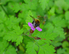 Although, very little information is available, on the the finer the herb is cut, the easier it is to swallow. Geranium Robertianum Wikipedia