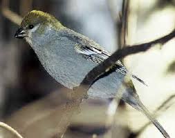 Find the perfect pine grosbeak stock photos and editorial news pictures from getty images. Pine Grosbeak