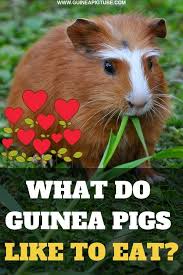 Pin On Guinea Pigs