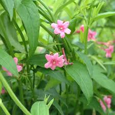 Image result for Jasminum beesianum