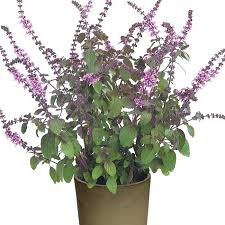 Image result for Ocimum basilicum