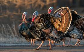 Turkey, country that occupies a unique geographic position, lying partly in asia and partly in europe and serving as both a bridge and a barrier between them. Wild Turkey Audubon Field Guide