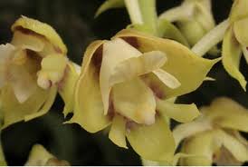 Image result for Polystachya odorata