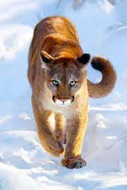 Pin By Joshua Pugh On Animal Kingdom Wild Cats Pets Cats Animals Beautiful