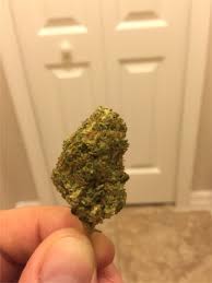 Maybe you would like to learn more about one of these? Lowryder Aka Low Ryder Lowrider Low Rider Marijuana Strain Information Leafly