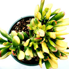 Image result for Crassula zombensis