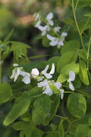 Image result for Indigofera kirkii