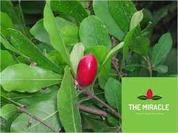 We did not find results for: Amazon Com Miracle Fruit Plant Synsepalum Dulcificum Tropical Tree Start Plant Seedling Usa Garden Outdoor