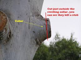 Dangers of cutting dead standing oak trees. Pruning Wikipedia