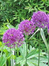 The overall shape may be round, oval or cascading, and the flower color may be white. Allium Ornamental Grow Guide