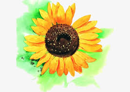 Sunflower Clipart A Flower Sunflower Hand Painted Flowers Flower Hand Painted Hand Painted Clipart Flower Painting Hand Painted Flowers Sunflower Clipart