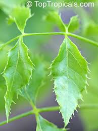 Image result for Steganotaenia