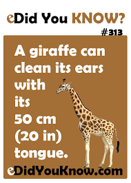 Here are some fun animal facts that will surely bring a smile on your face. Did You Know 313 Intresting Facts Fun Facts For Kids Wtf Fun Facts