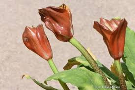 Image result for Scadoxus membranaceus